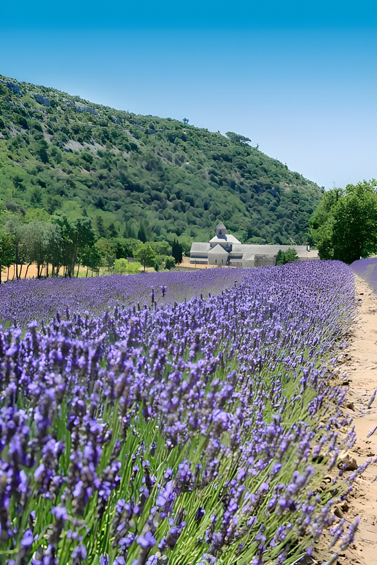 WCUK88327: Lavender fields 4