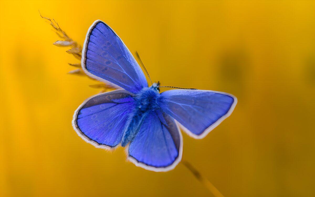 WCUK85881