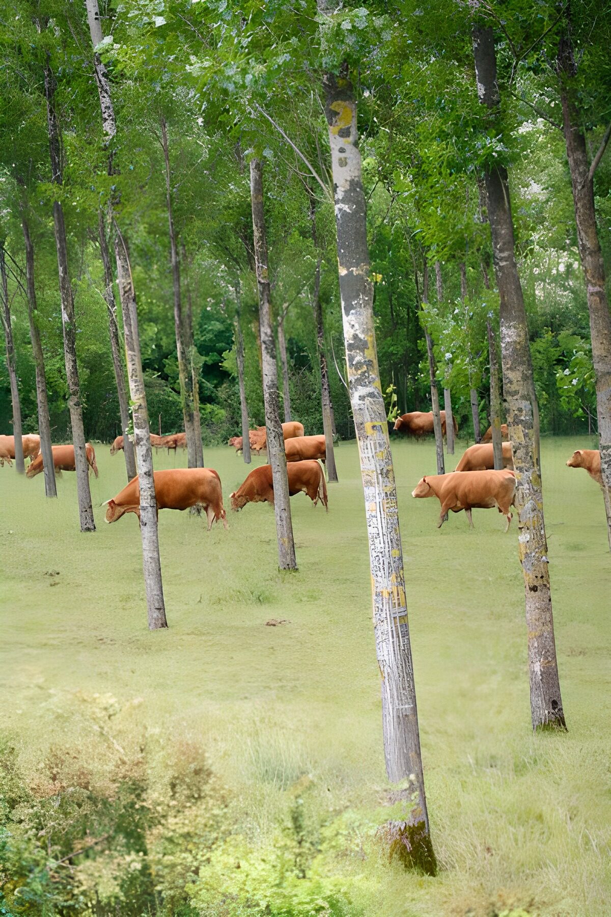 WCUK63948: Cows in the forest between the trees
