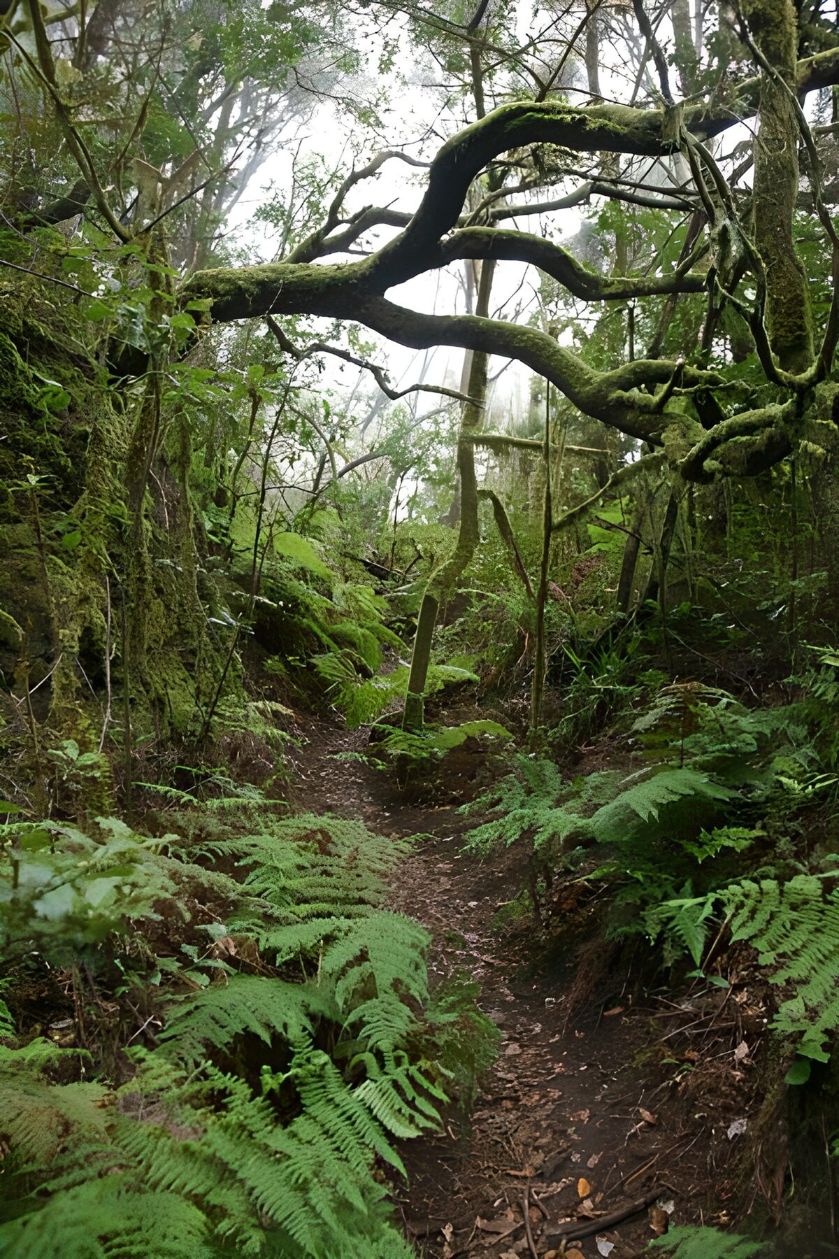 WCUK74982: La Gomera 37
