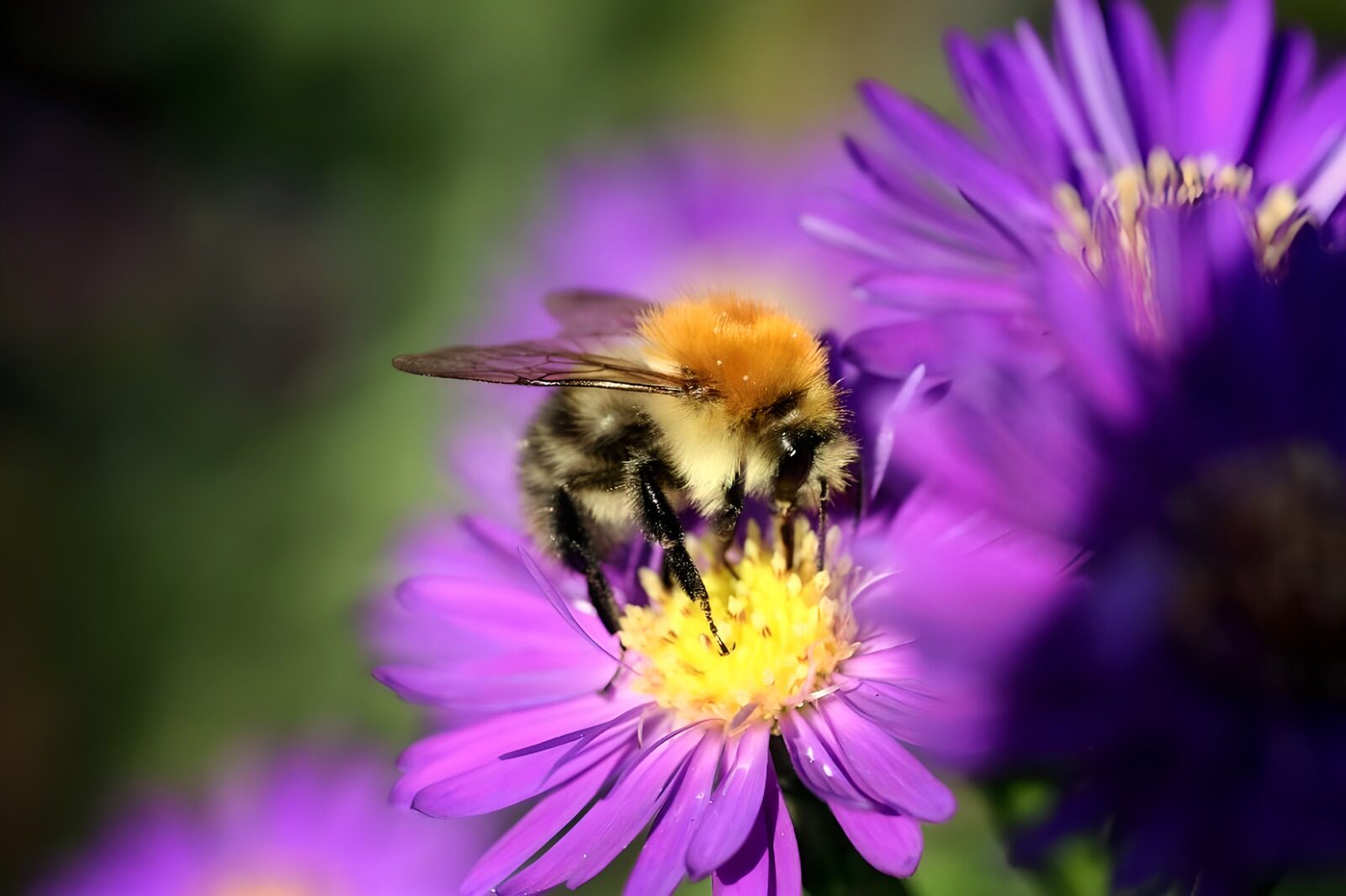 WCUK99790: Flower photo 55