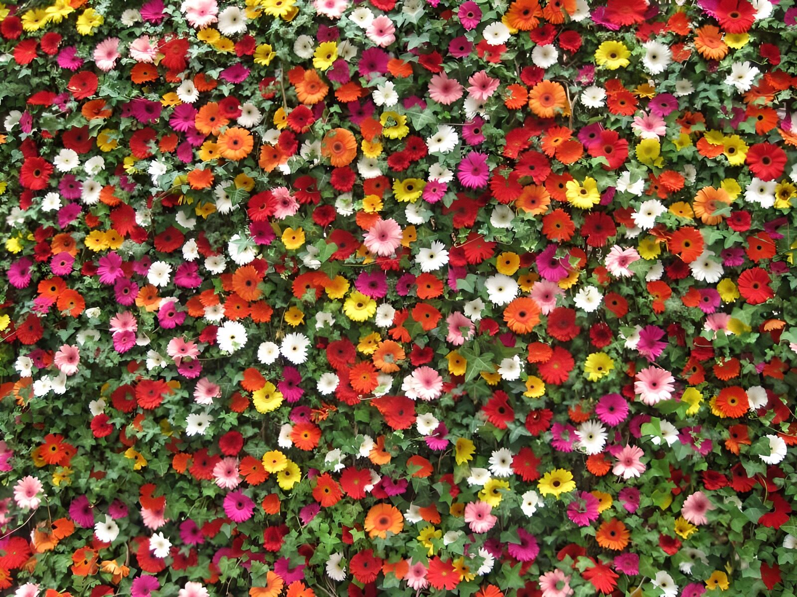 WCUK96233: Wall with flowers