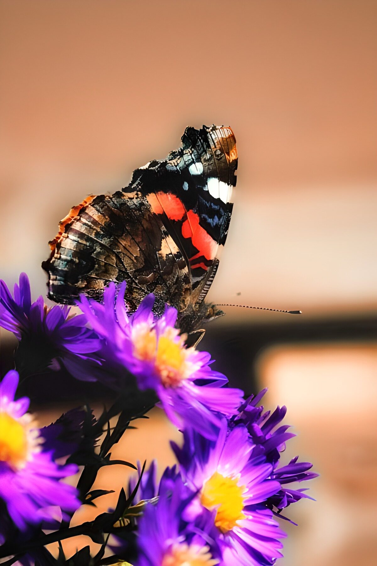 WCUK35265: Butterflies 21