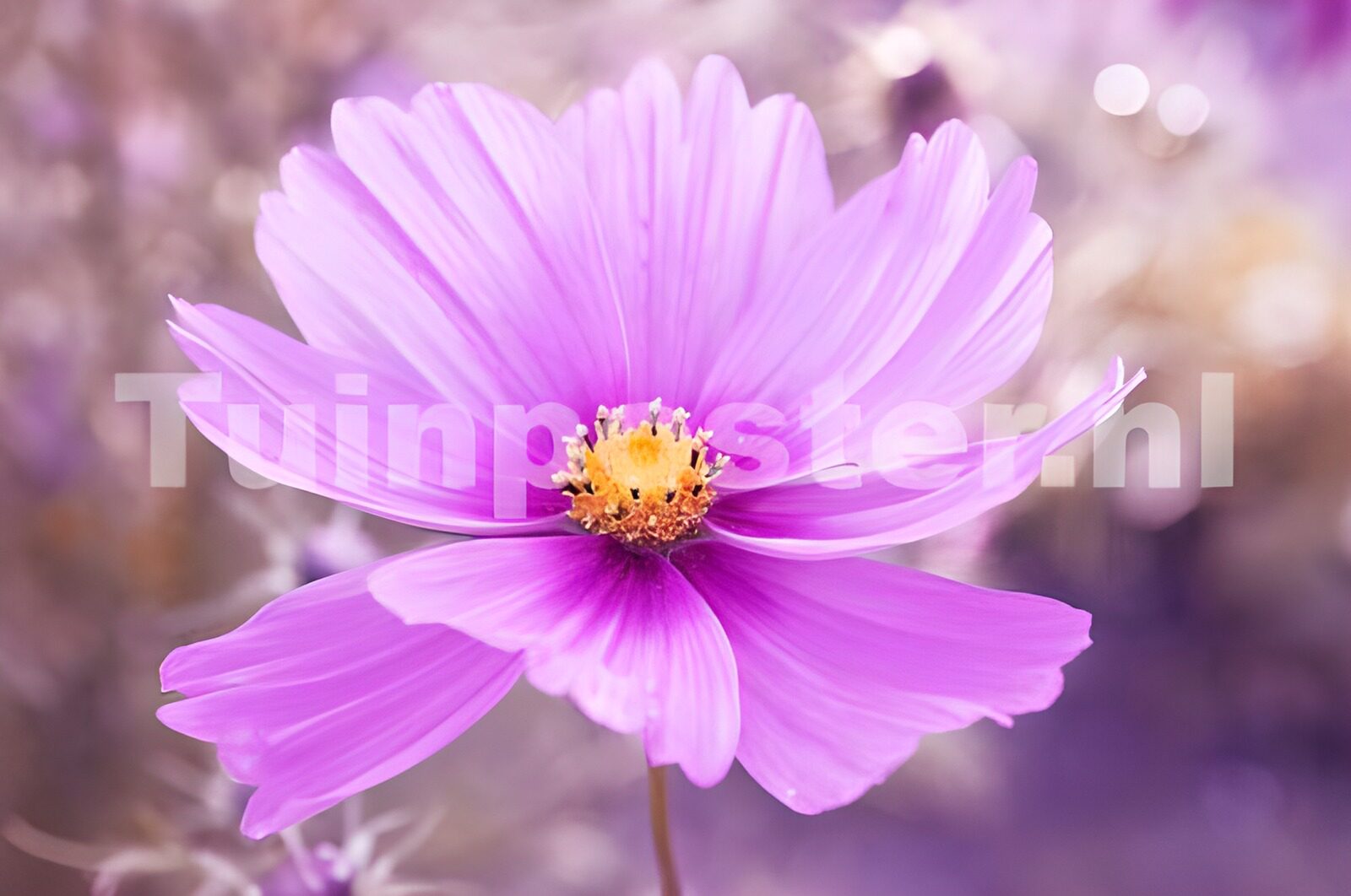 WCUK14606: Flower photo 98