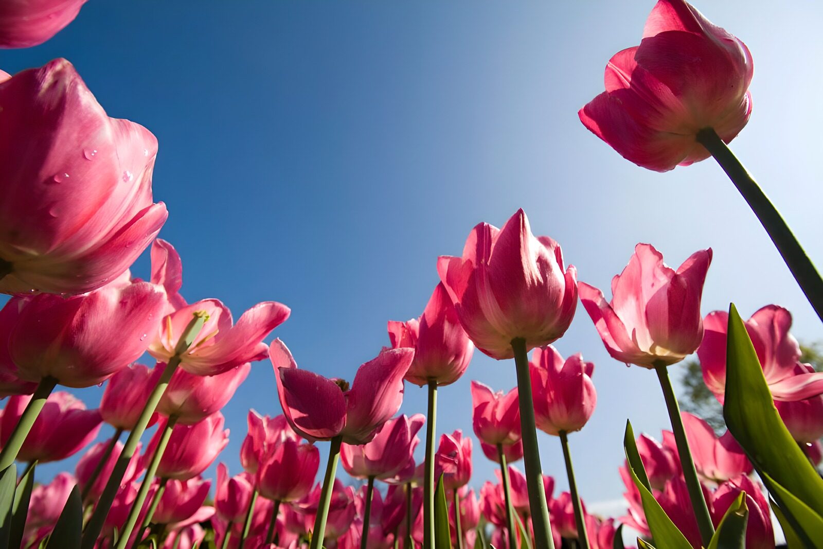 WCUK13874: Flowers photo 15