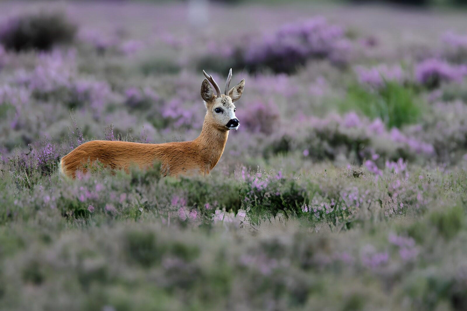 WCUK1625229