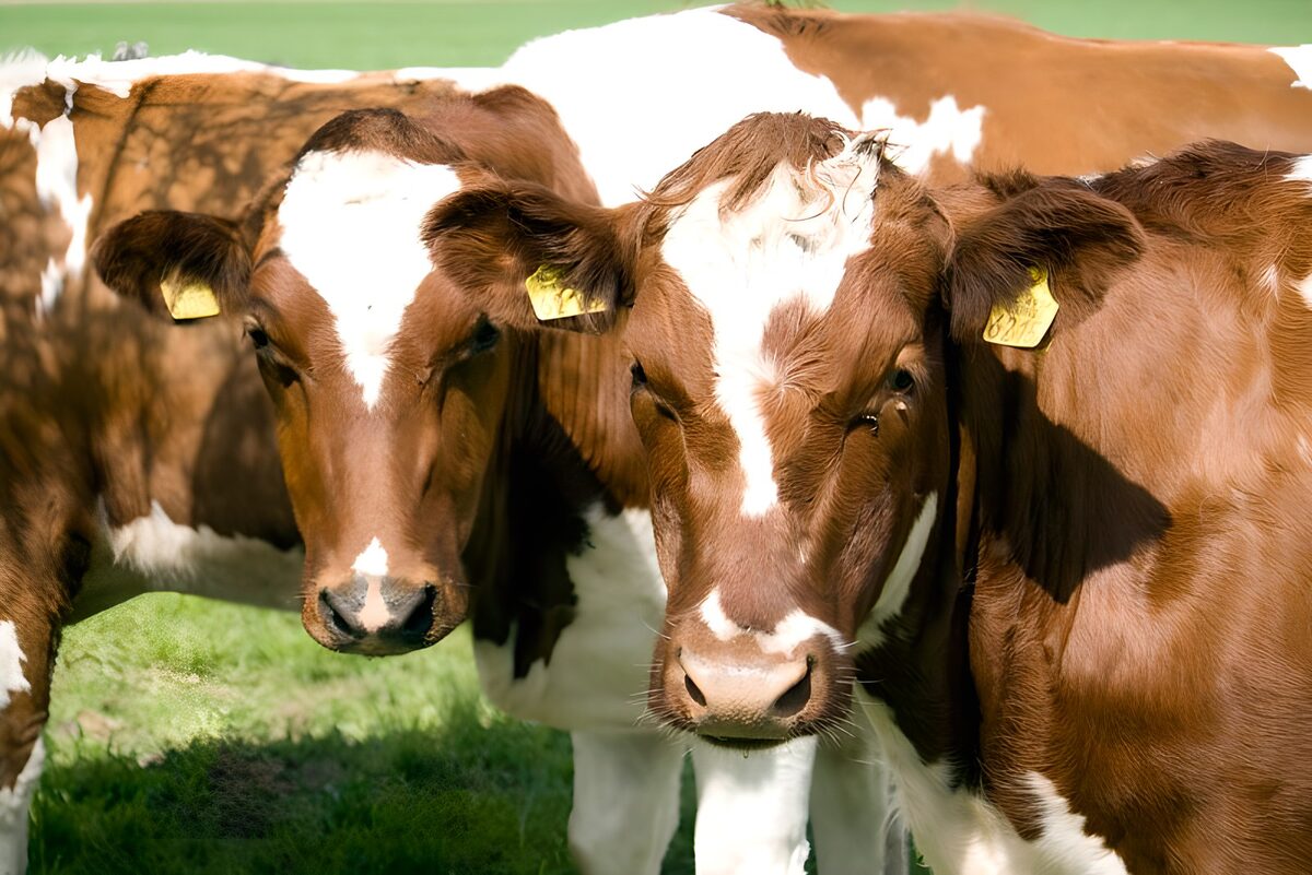 WCUK85069: Cow 13