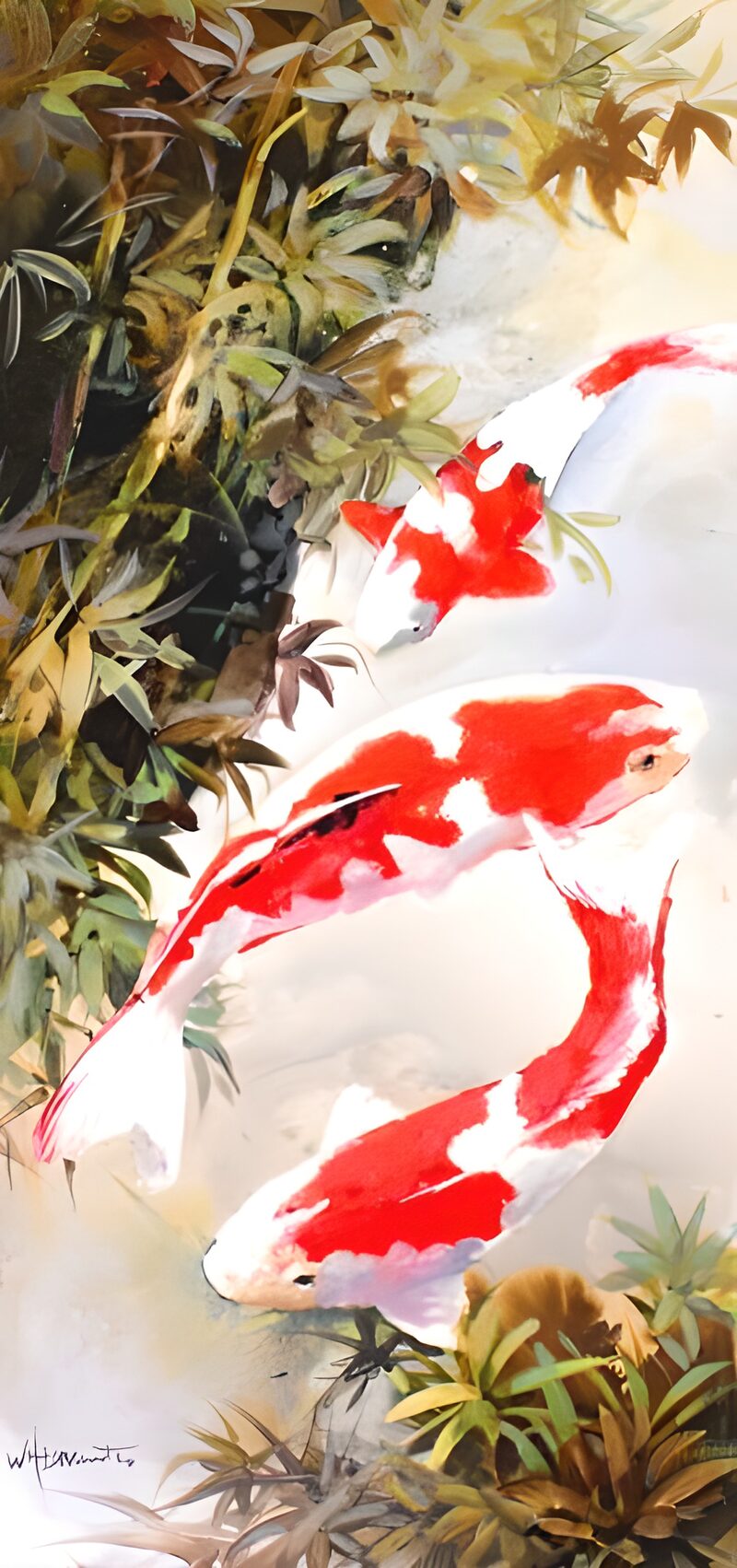 WCUK45165: Painted Koi carp 1