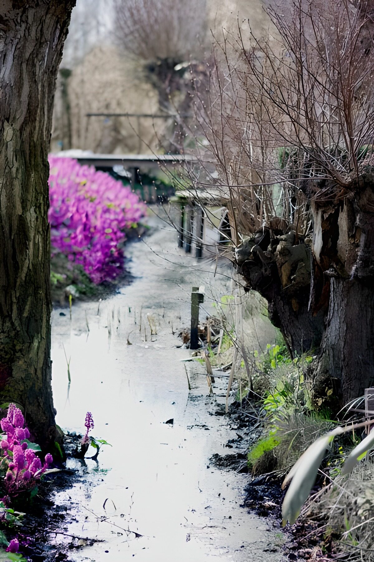 WCUK12855: Ditch with plants and willow tree