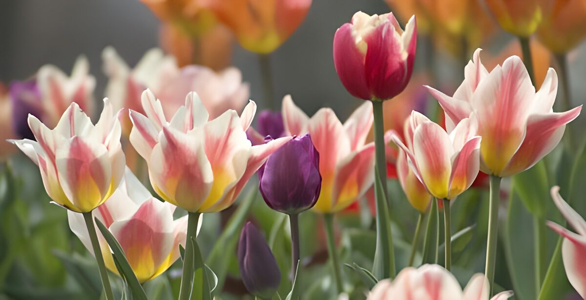 WCUK33698: Flower photo 22