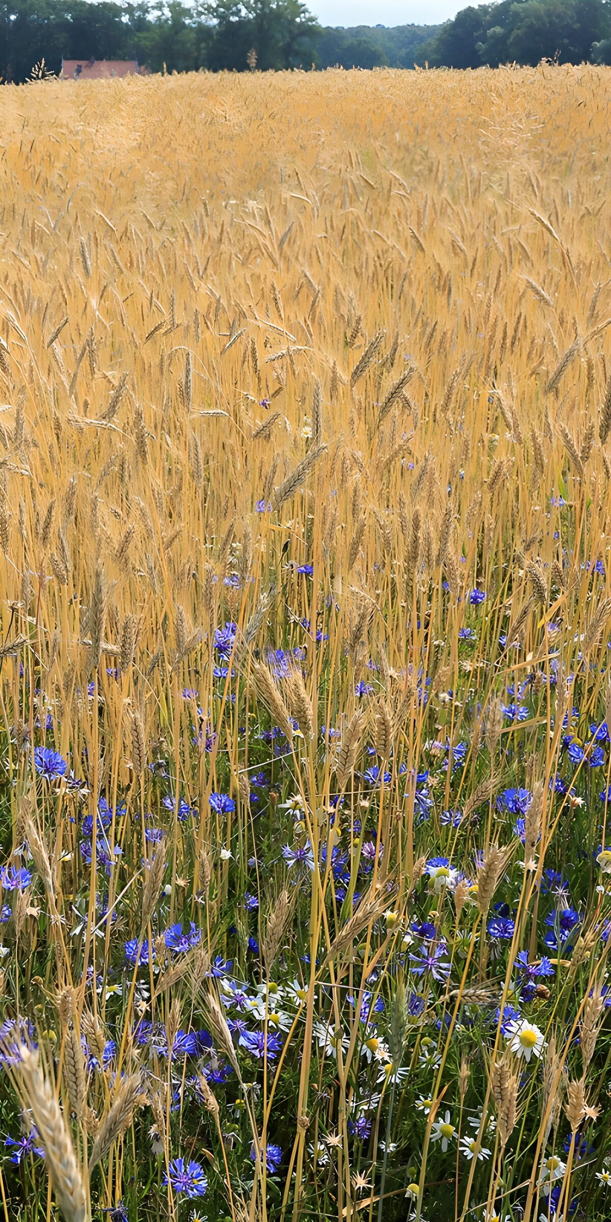 WCUK6420415