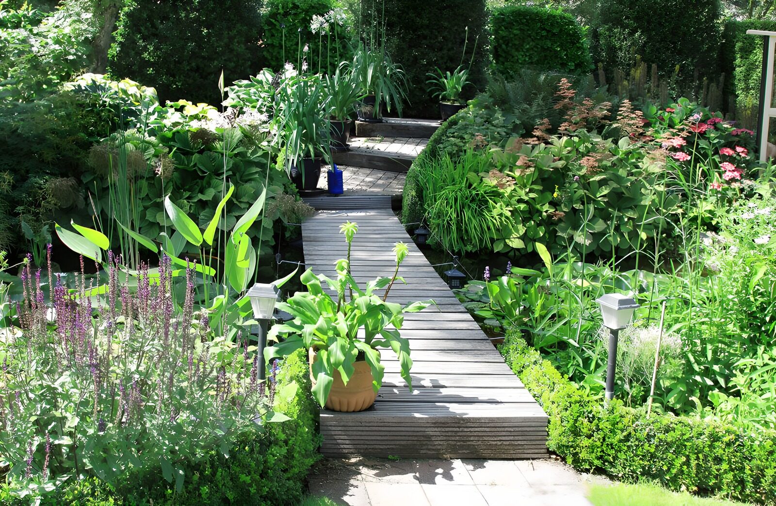 WCUK19129: Wooden gangway in front of pond in a botanical garden
