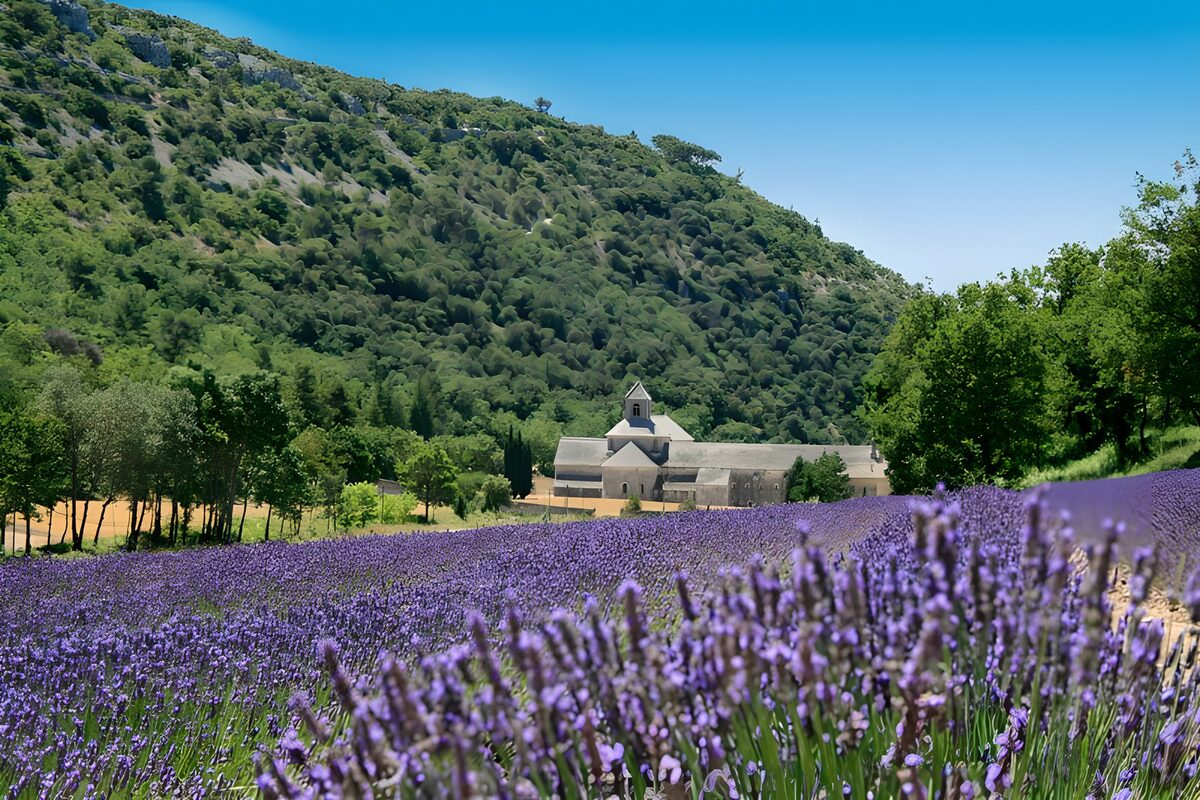 WCUK38071: Lavender fields 6