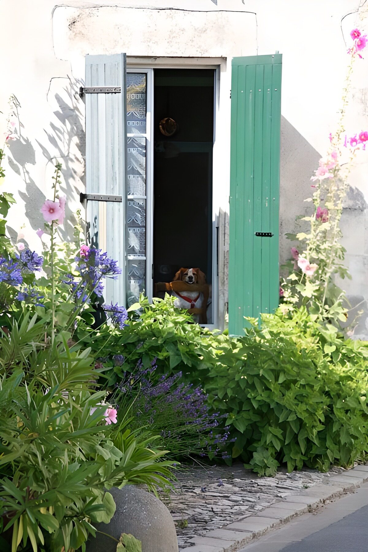 WCUK67668: Dog looking out of the window with shutters and flowers and plants