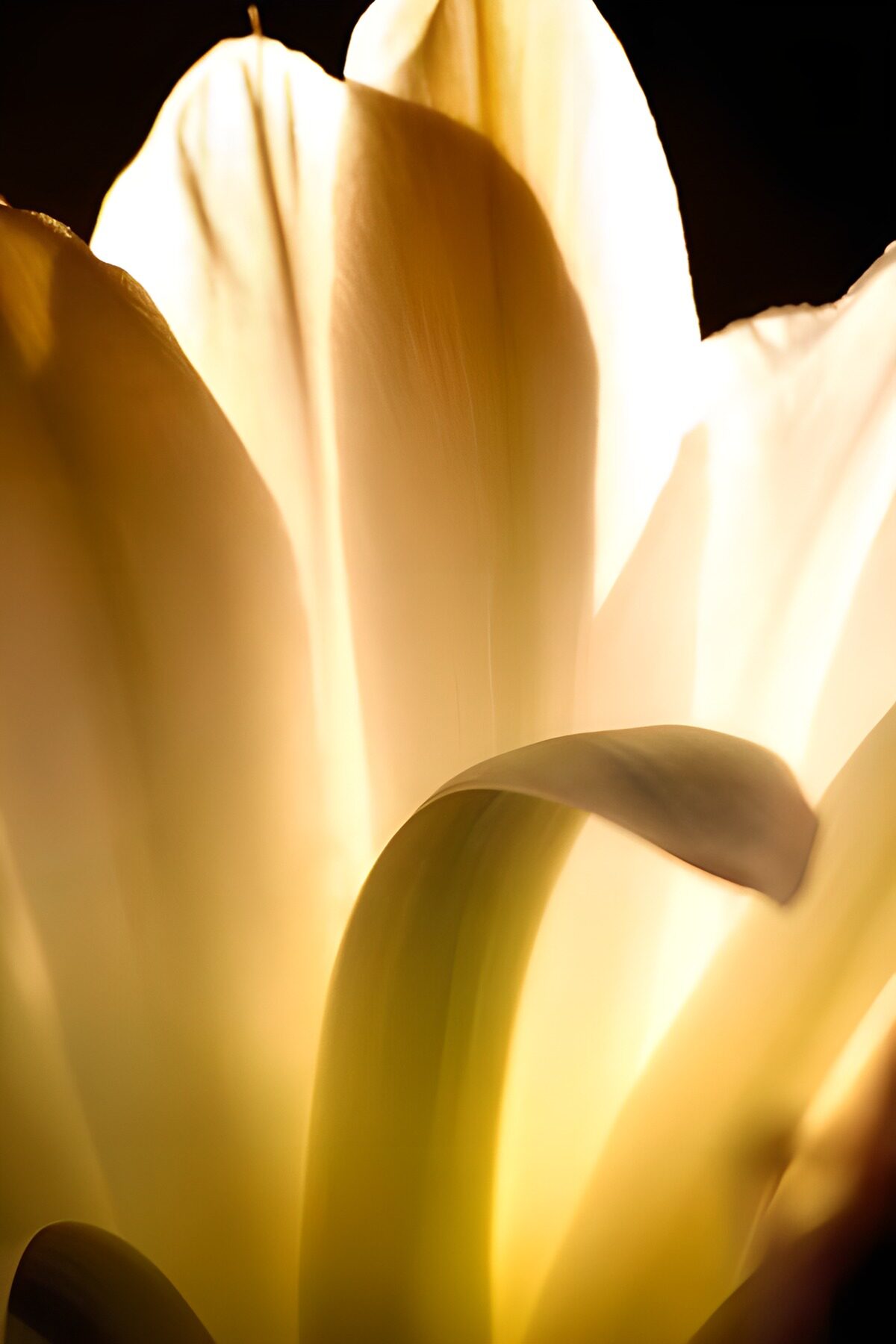 WCUK70584: Flower photo 131