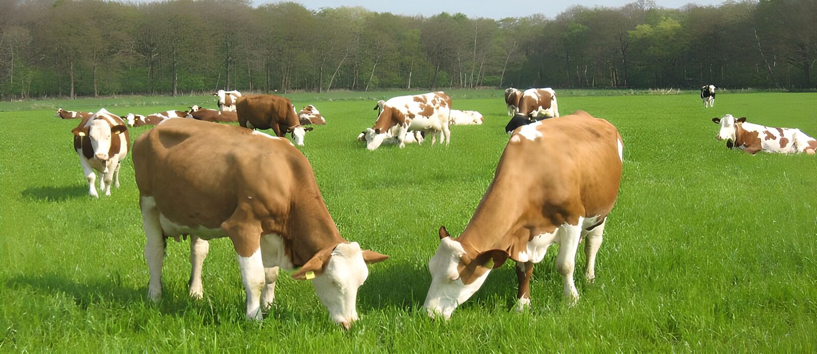 WCUK60513: Cows 1