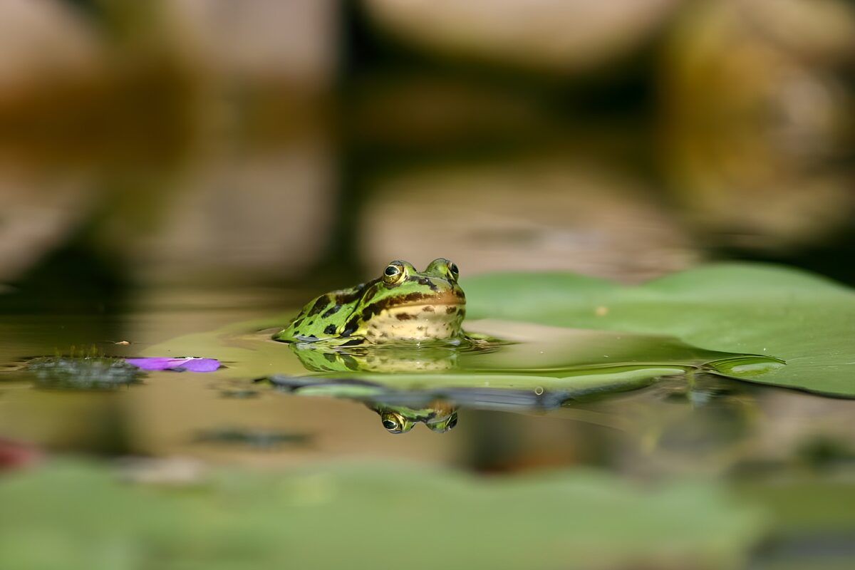 Frog 1