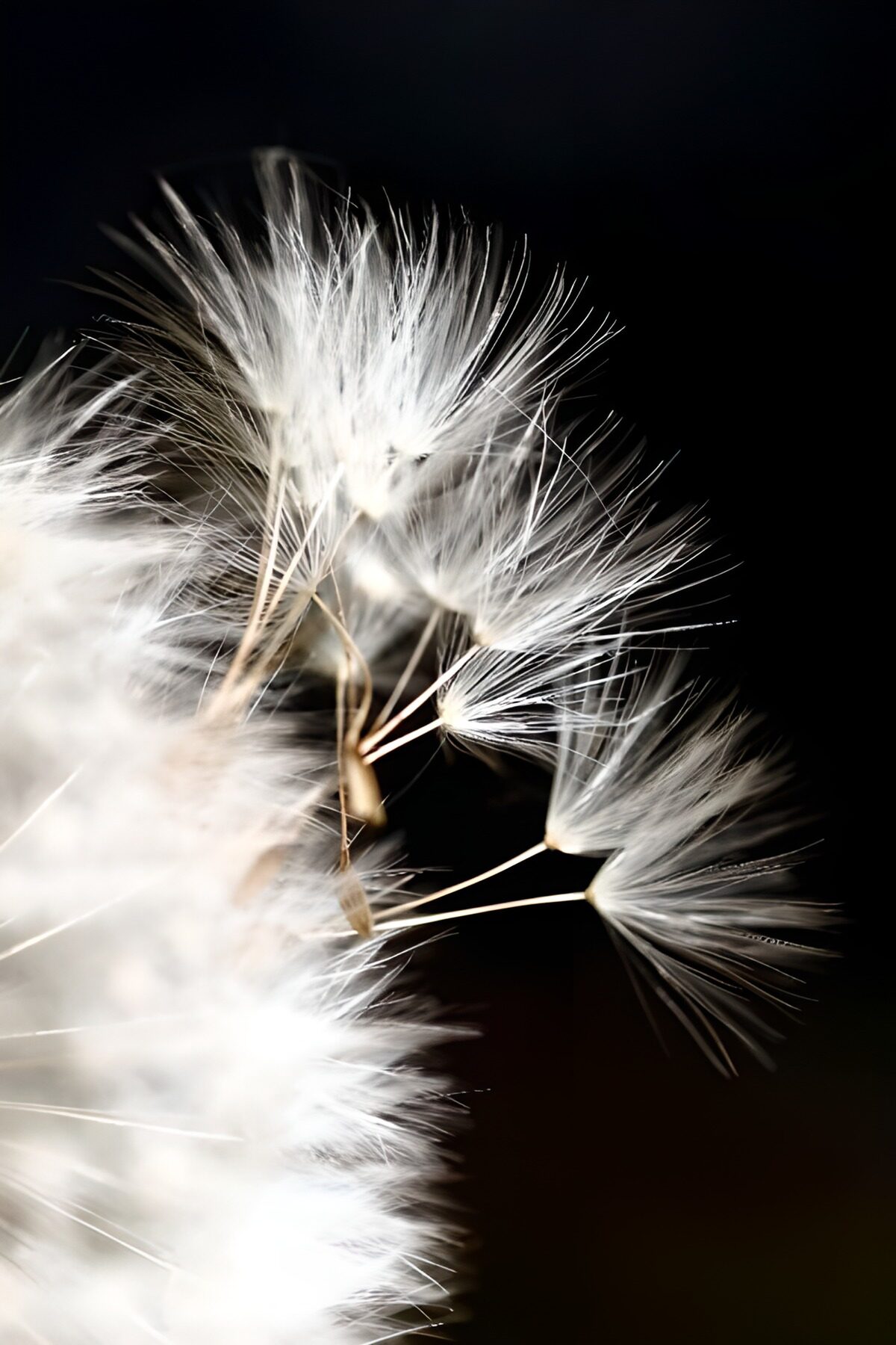 WCUK80956: Flower photo 144