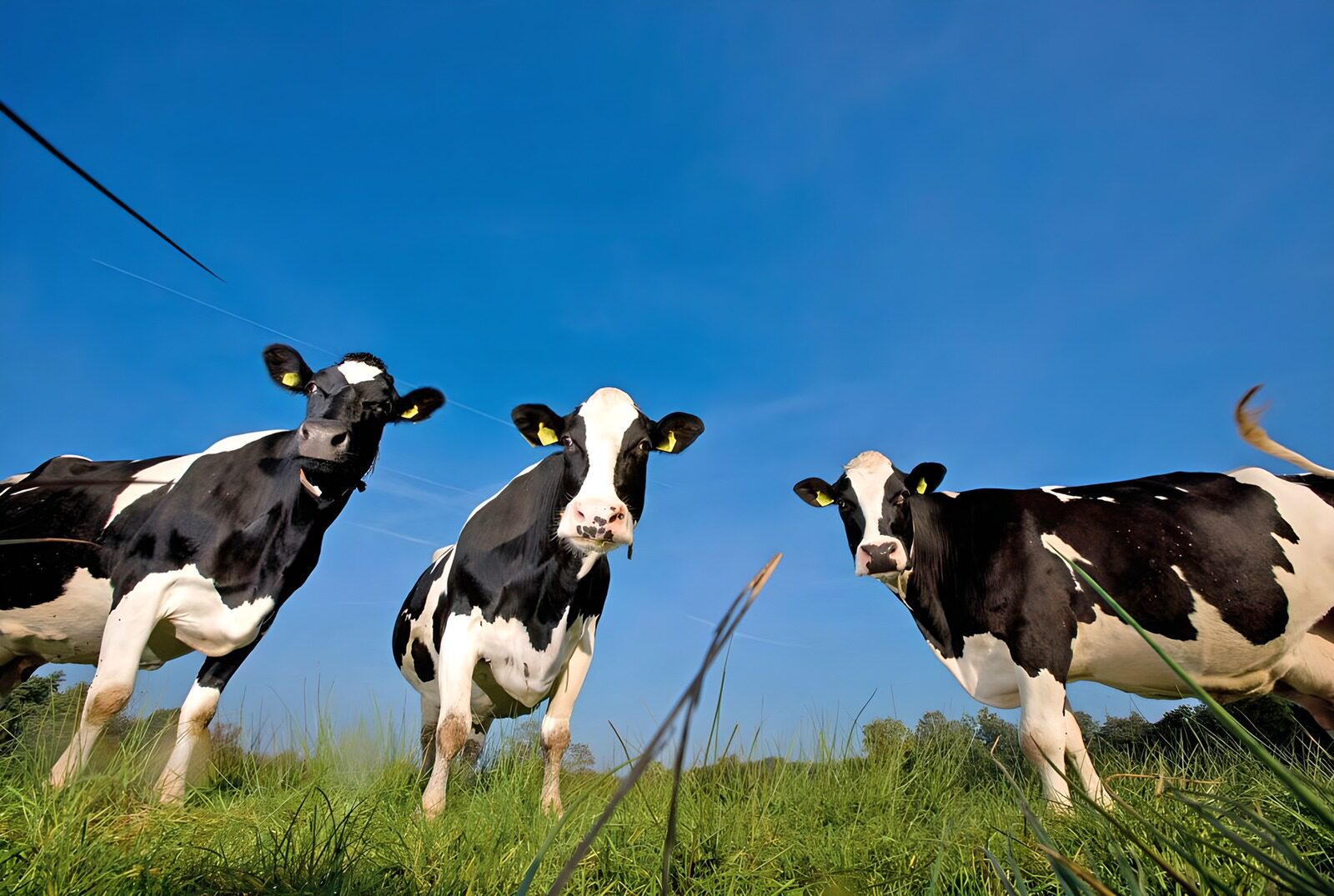 WCUK36913: Cows in field 3