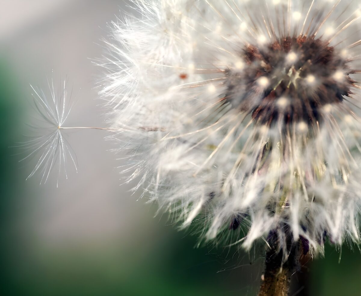 WCUK25340: Flower photo 41