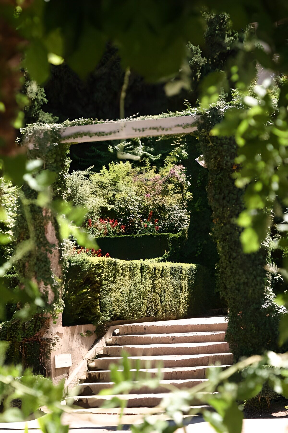 WCUK70313: Steps with view through hedge with ivy