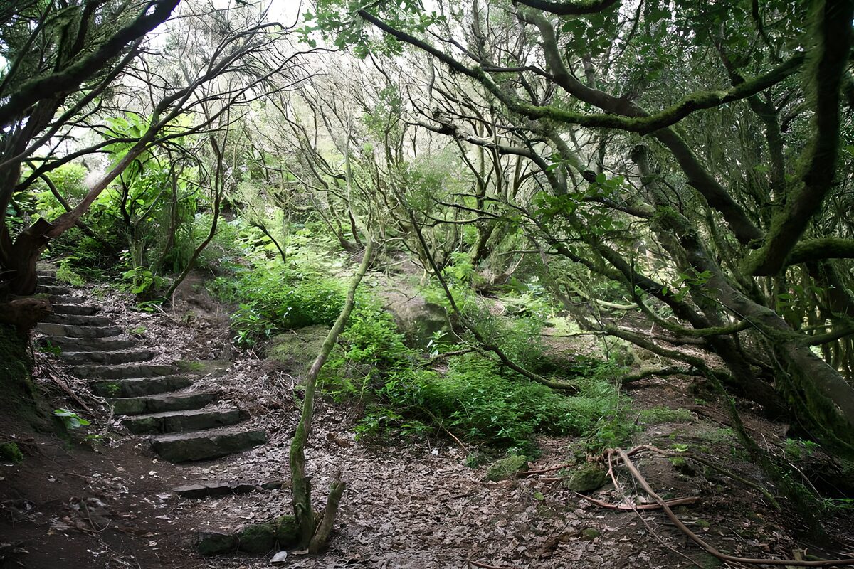 WCUK97293: La Gomera 26