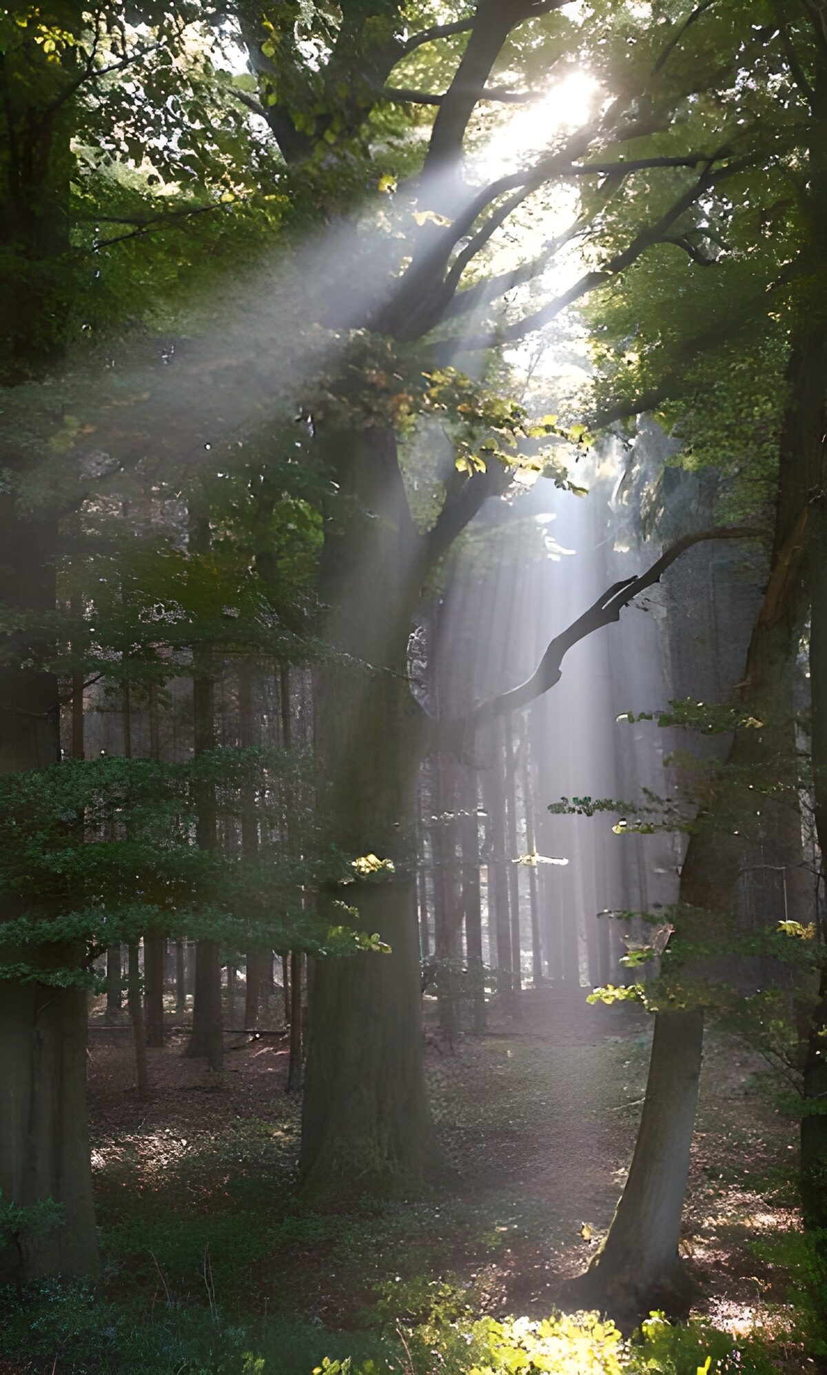 WCUK49715: Forest & Parks1