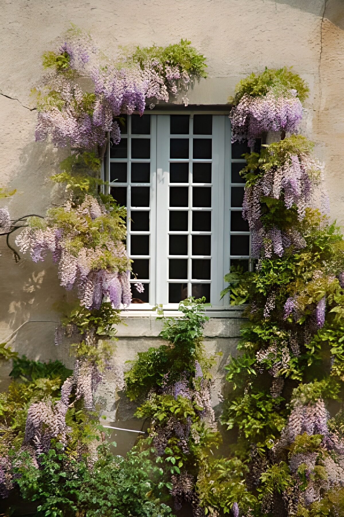 WCUK24436: Window covered with blue Wisteria