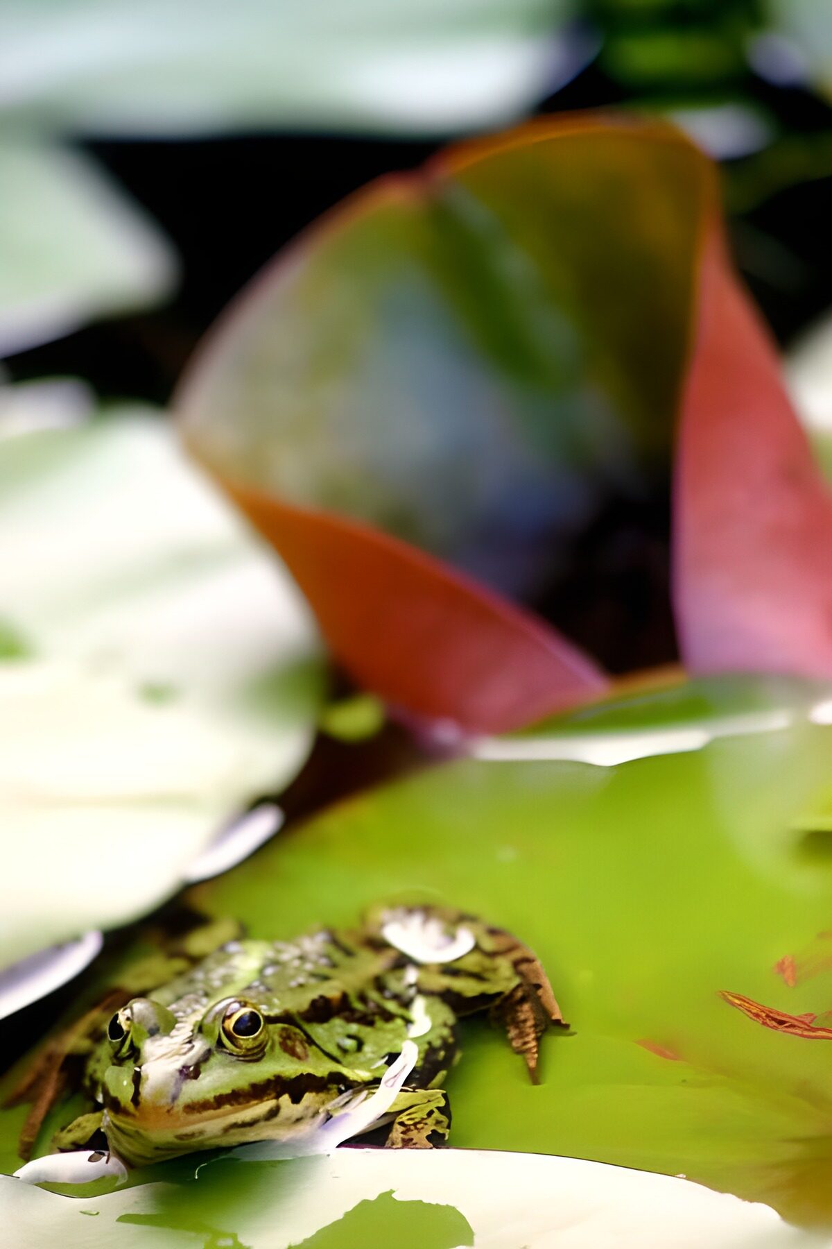 WCUK44828: Frog 3