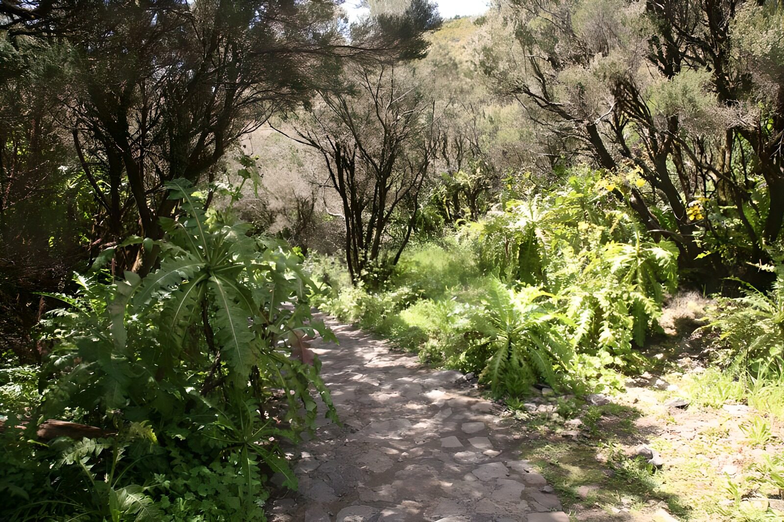 WCUK36497: La Gomera 29