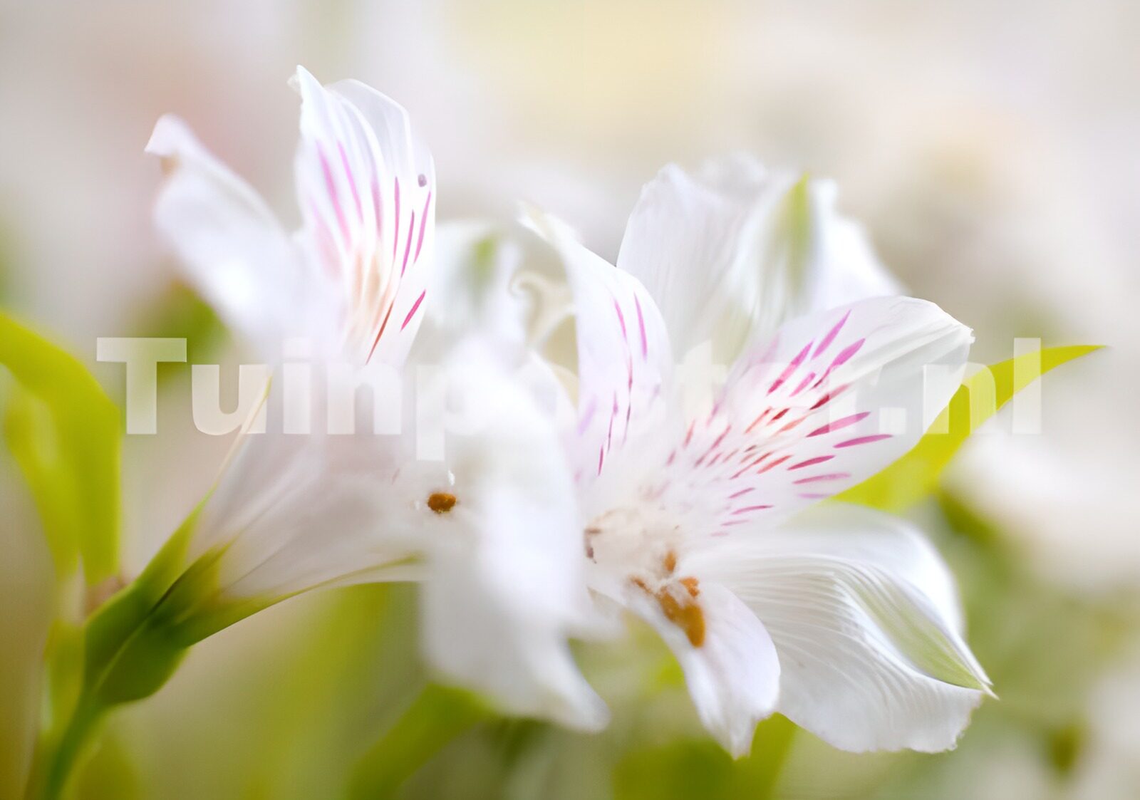 WCUK71055: Flower photo 27
