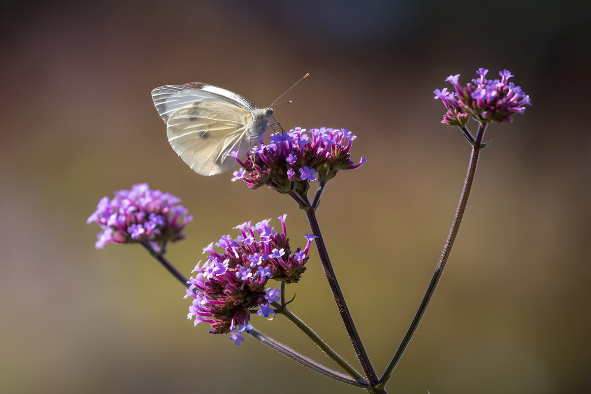 WCUK7029055