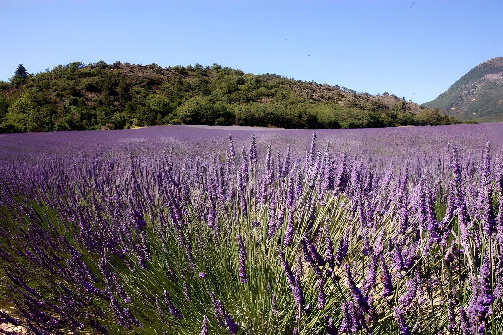 WCUK89536: Lavender field with hill and blue sky