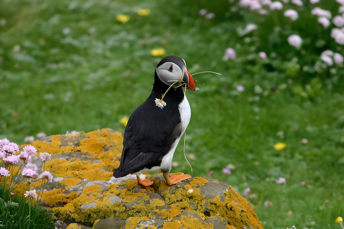 WCUK99657: Puffin on rock. Grass in beak