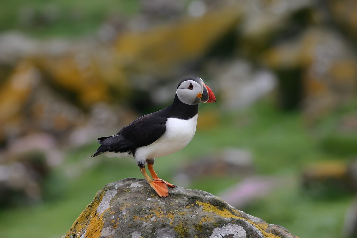 WCUK89911: Puffin on rock