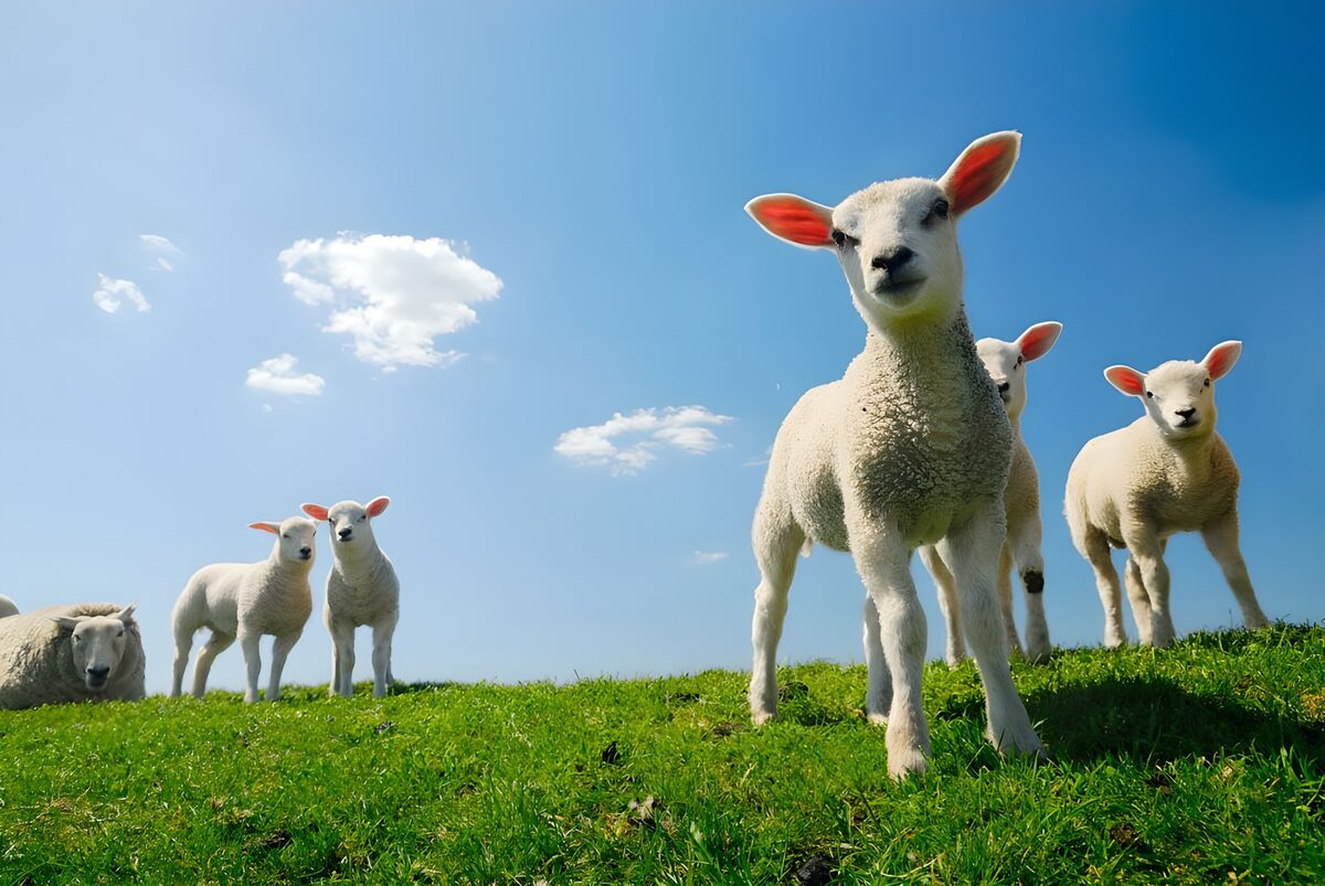 Lambs in the field with blue sky