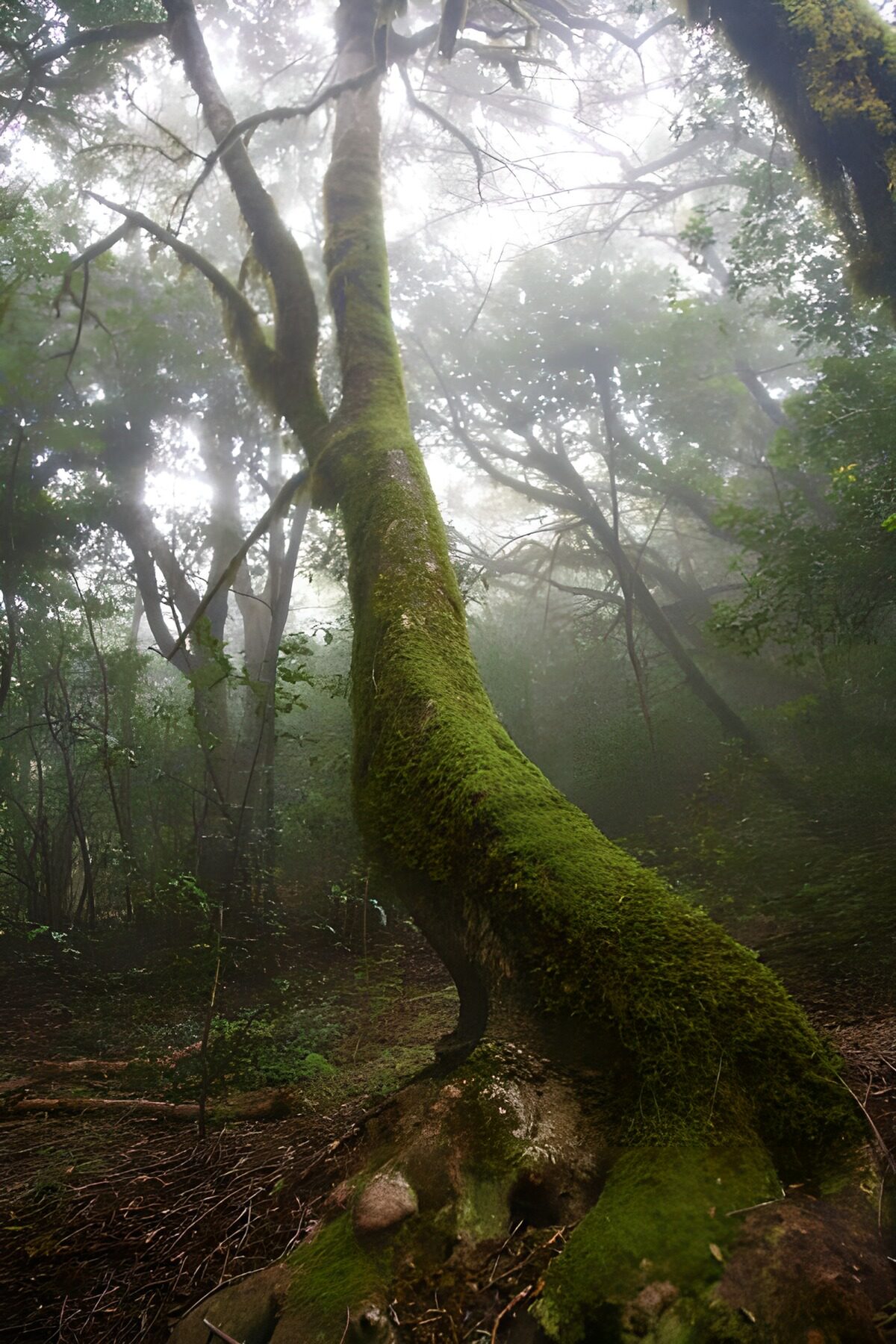 WCUK92721: La Gomera 42