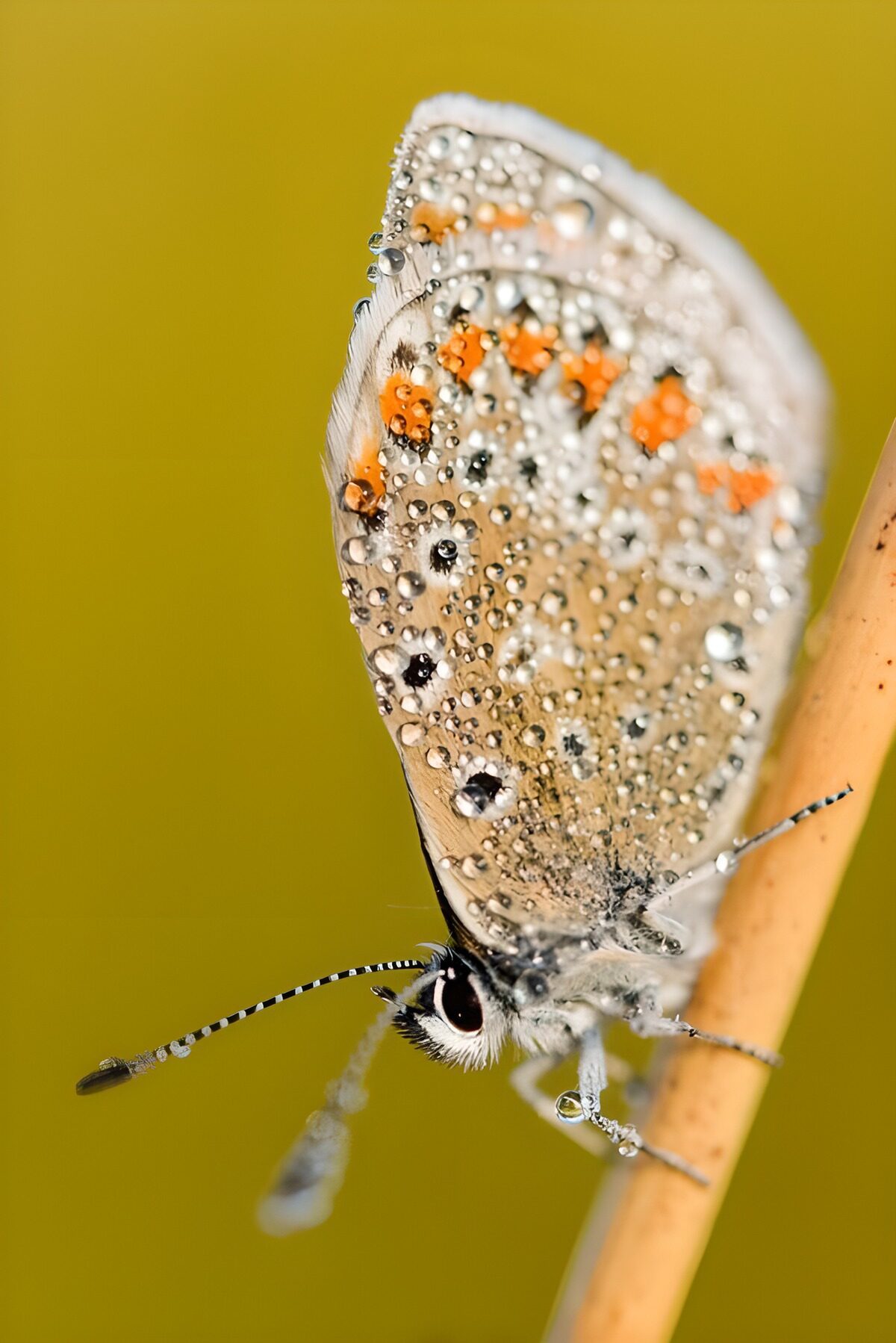 WCUK79802