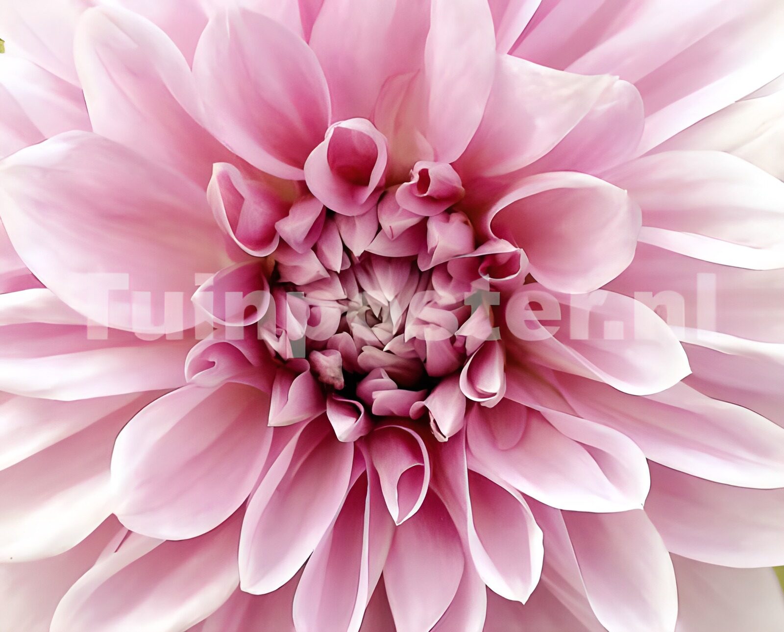 WCUK88875: Flower photo 99