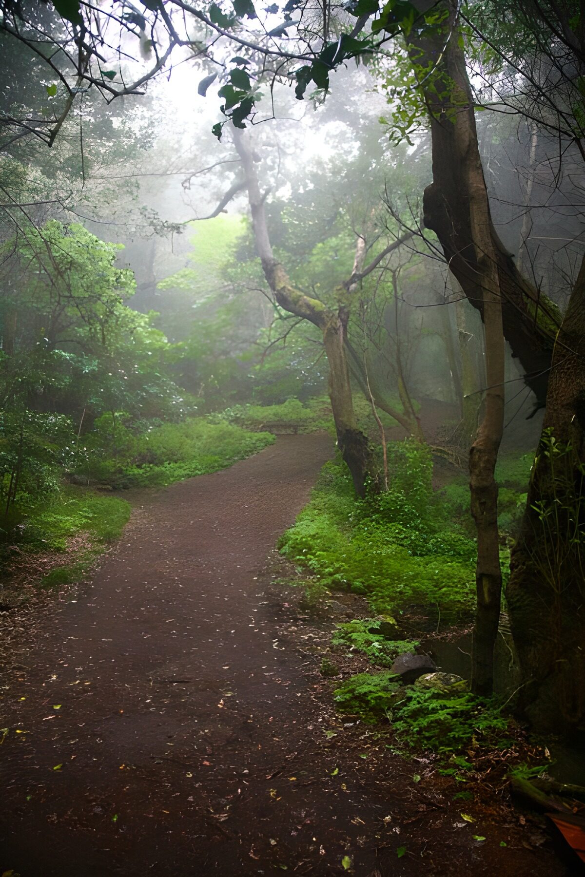 WCUK76392: La Gomera 41