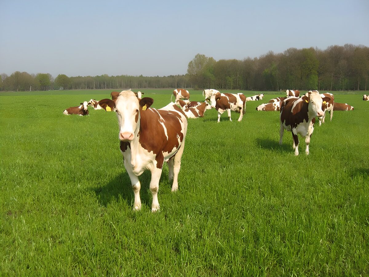 Cows 2