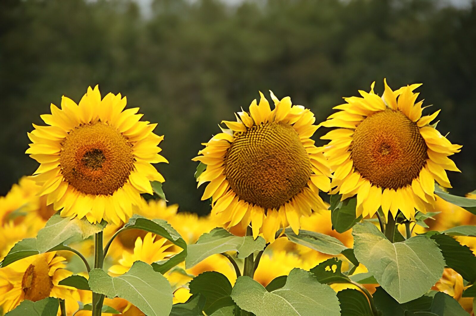 WCUK40292: Sunflowers in a row with leaves and forest in the background