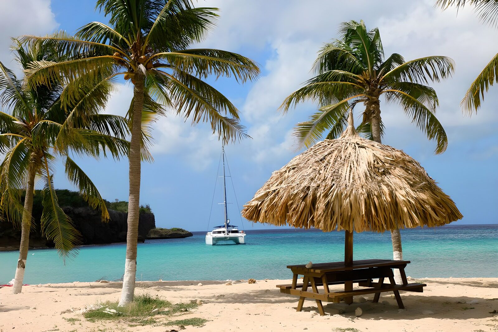 WCUK61224: Palm trees near beach with catamaran