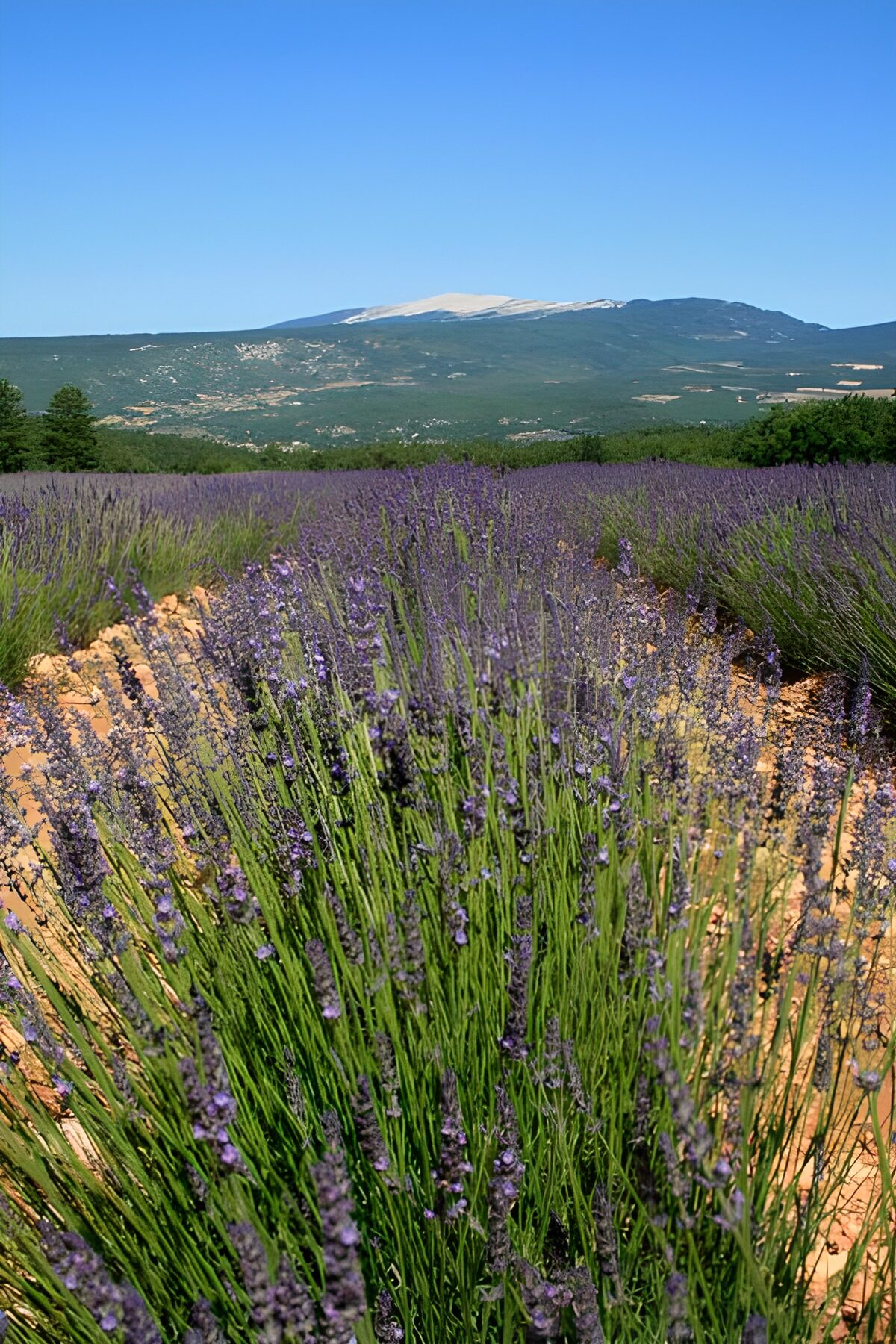 WCUK32871: Lavender fields  2