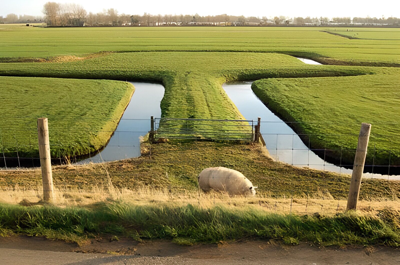 WCUK11541: Field with sheep and fence