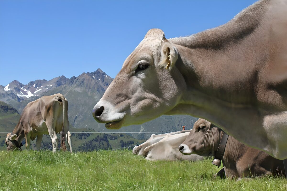 WCUK67709: Herd of cows in alpine meadow 1