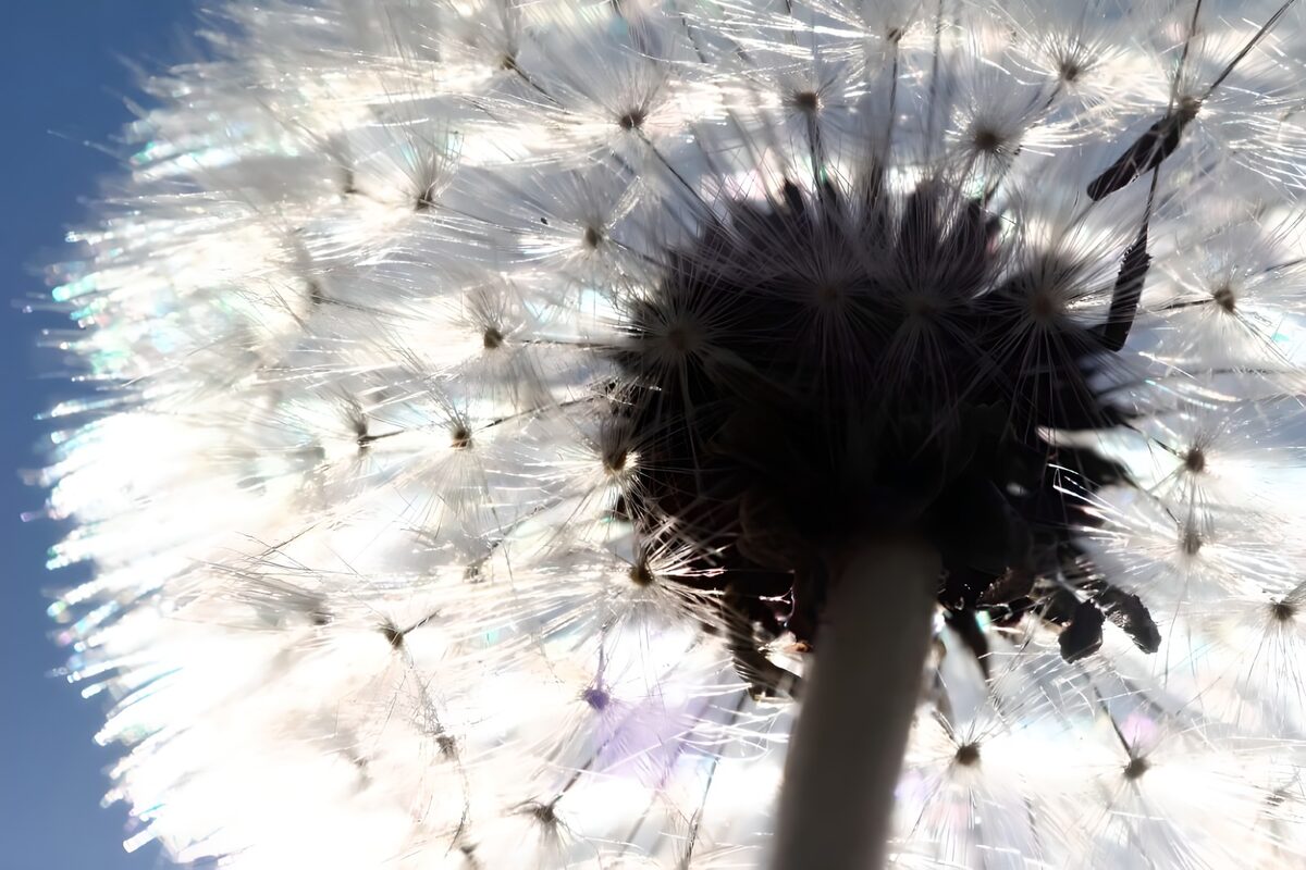 WCUK50599: Flower photo 46