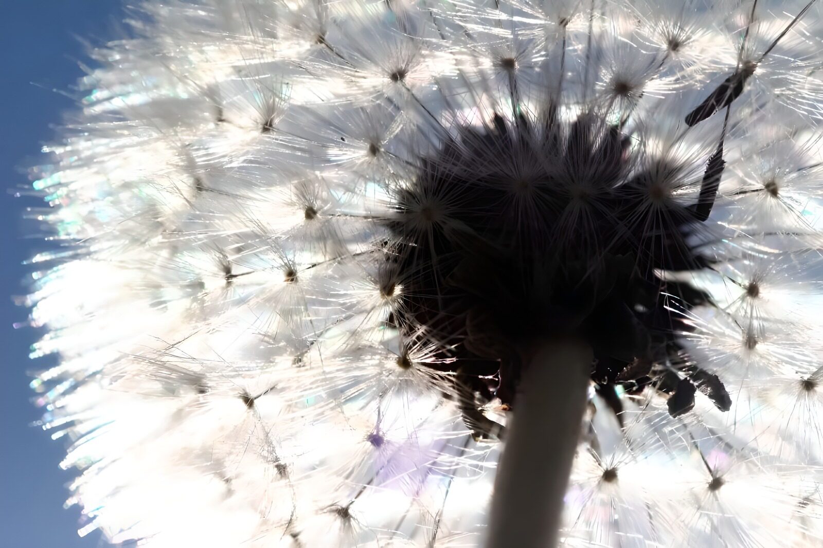 WCUK50599: Flower photo 46