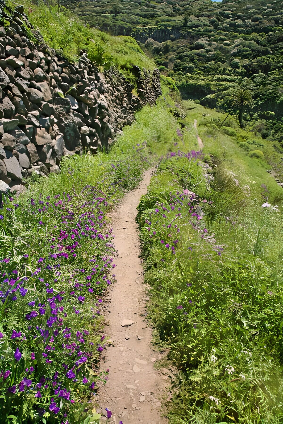 WCUK88352: La Gomera 43