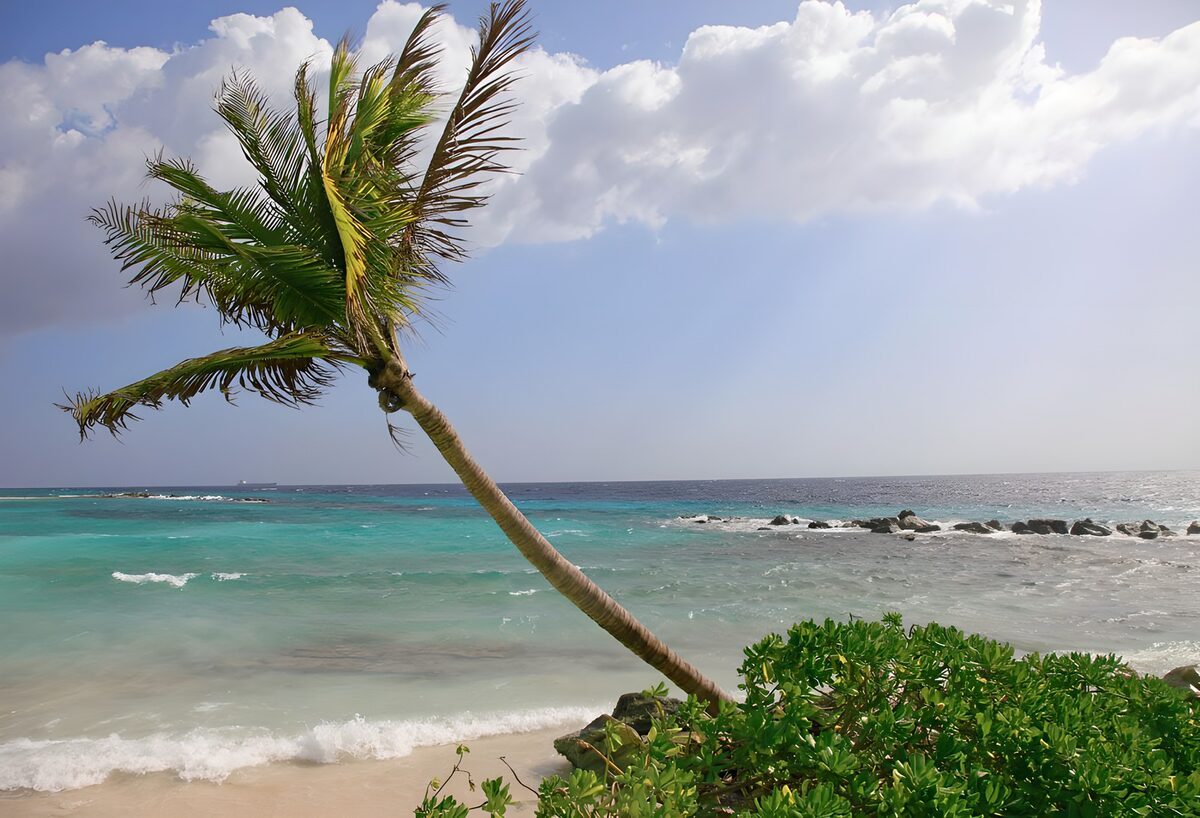WCUK63334: Slanting palm trees at the Caribbean